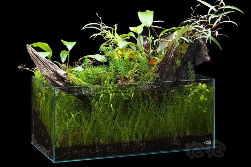 40缸草缸开缸教程新手入门,新手草缸需要装过滤系统吗