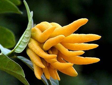 云南小青柑水果,云南特产小青柑