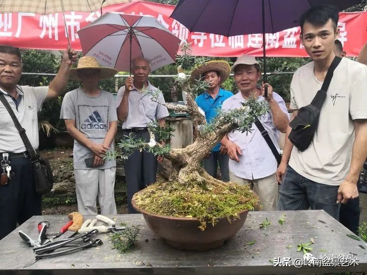 广东的盆景有哪些,适合广东玩的盆景