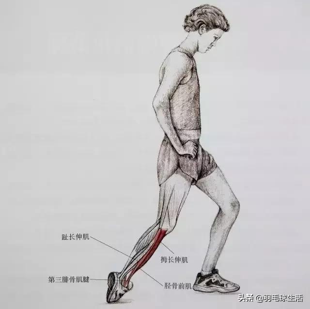 打羽毛球防止腿变粗,打羽毛球前后拉伸动作防止腿变粗