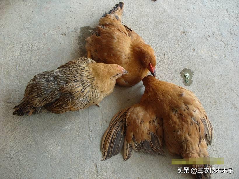 死亡率高达80%到90%的新城疫，养鸡人最怕的病，这两种药能帮到你