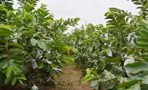 它外面像不熟的,里面像西瓜,广东人喊它“鸡屎果”,你吃过吗?