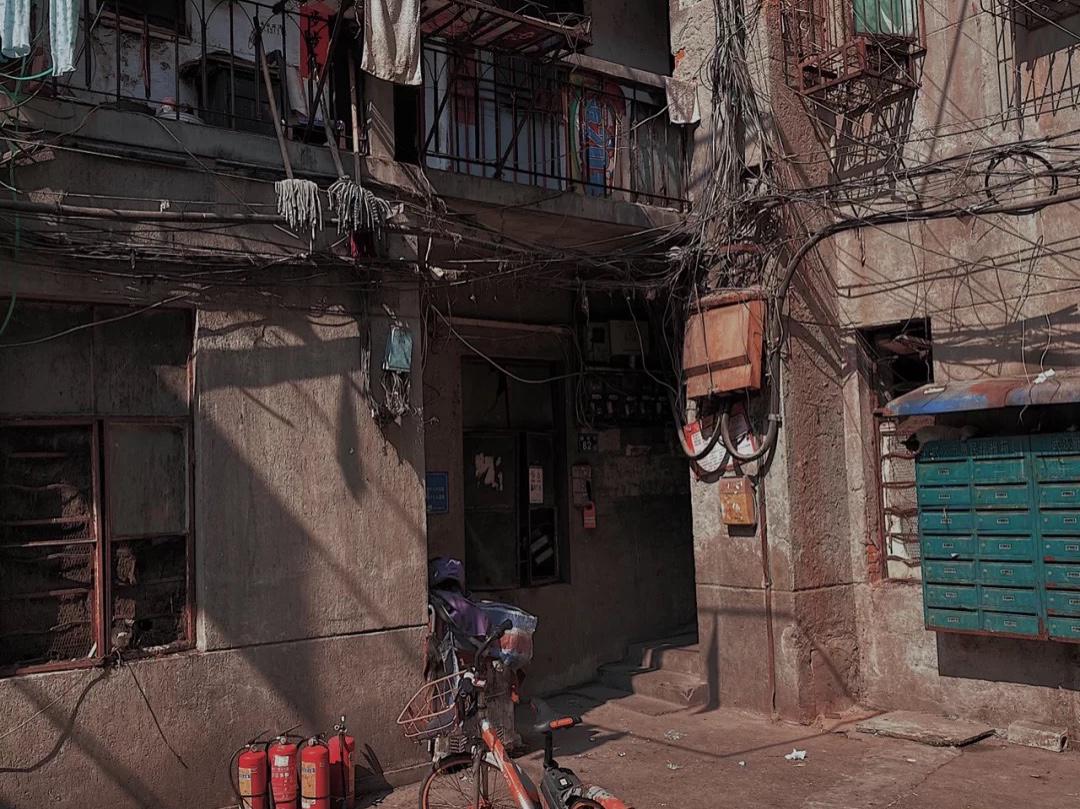 武汉花鸟市场买鸟,武汉花鸟市场的花便宜吗