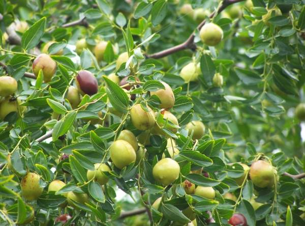 云南特产山货血三七,云南独有的44种野菜