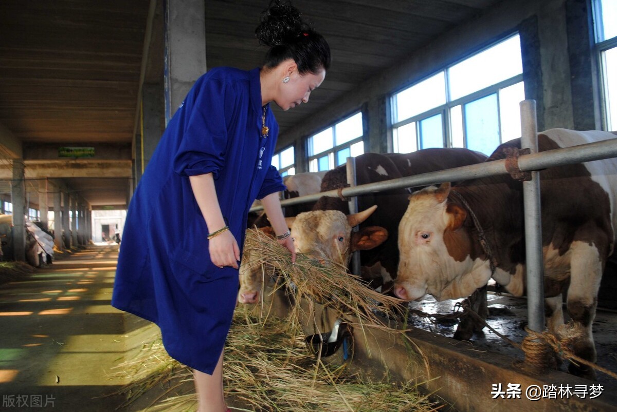 育肥牛如何预防后期蹄病,育肥牛的蹄子瘸怎么办