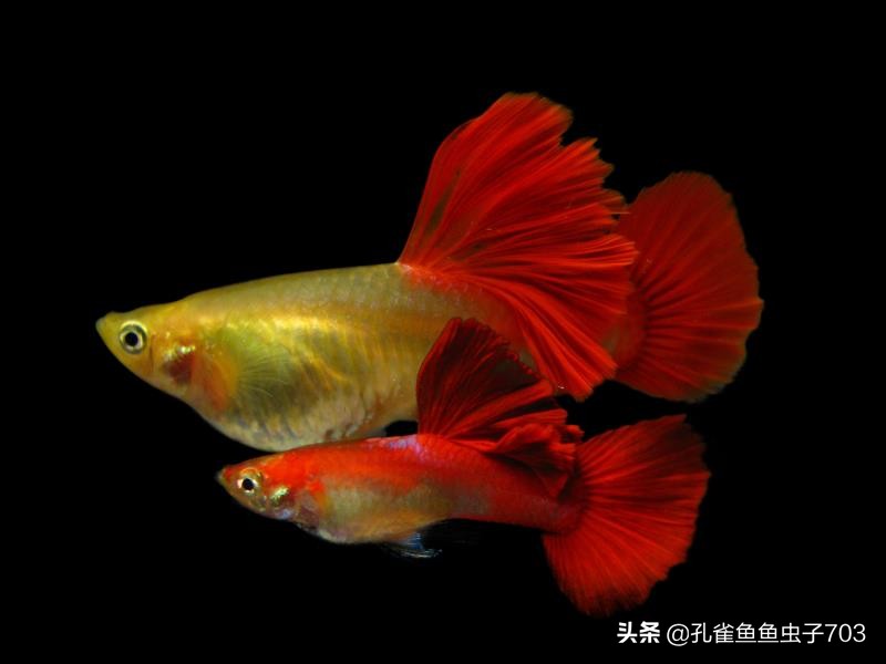 孔雀母鱼多久生一次,孔雀母鱼生一半不生了