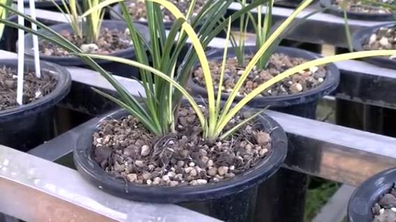 桐柏什么地方种兰花,桐柏种兰花