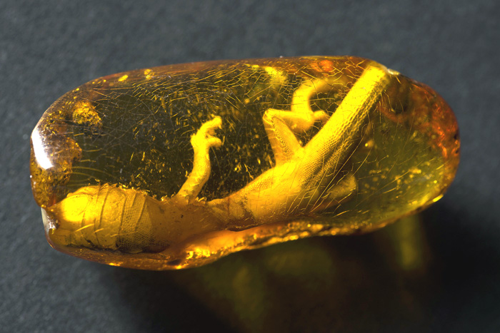 波兰格单斯克琥珀展,波兰琥珀