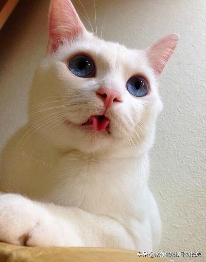 猫咪呕吐未消化完的食物怎么办,猫咪吃完化毛膏呕吐是什么原因