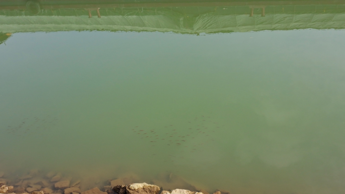 石鲮鱼在什么河水位置好钓,石鲮鱼在哪里钓