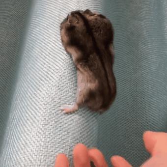 放养仓鼠仓鼠会开心吗,放养仓鼠在家里不见了