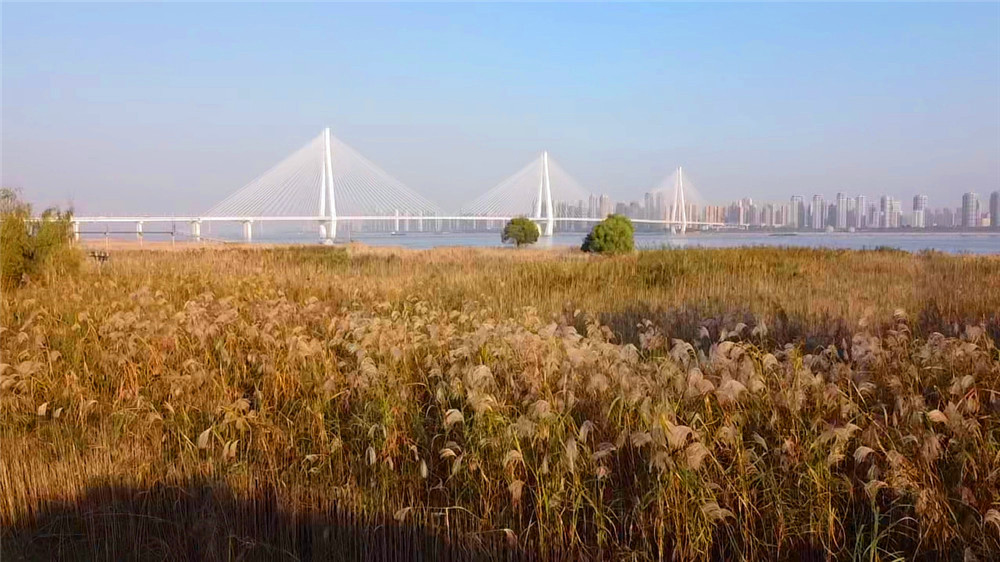 汉口江滩四期向游客开放,武汉打卡江滩公园