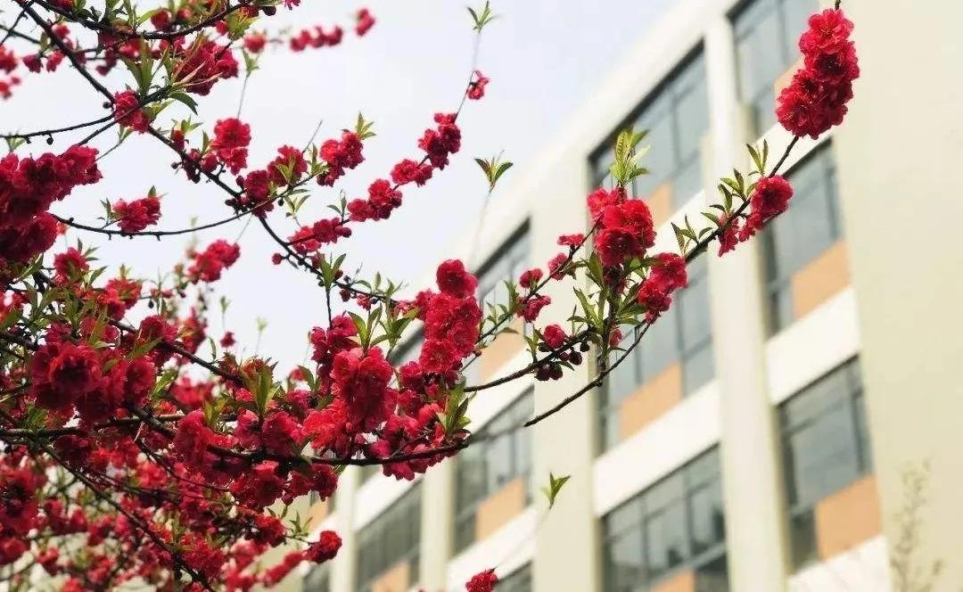 苏州立达初中怎么样,苏州立达中学初中是什么档次的