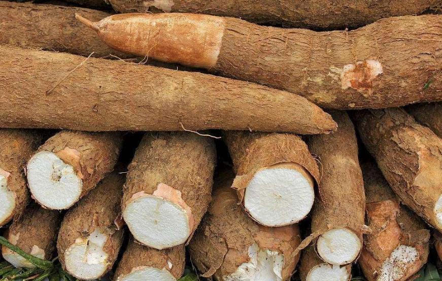 巴西的有毒植物,巴西有毒的东西