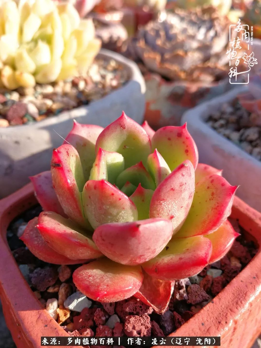 秋闲赏多肉，话育儿，亲生的自家娃，总有一刻让你怦然心动