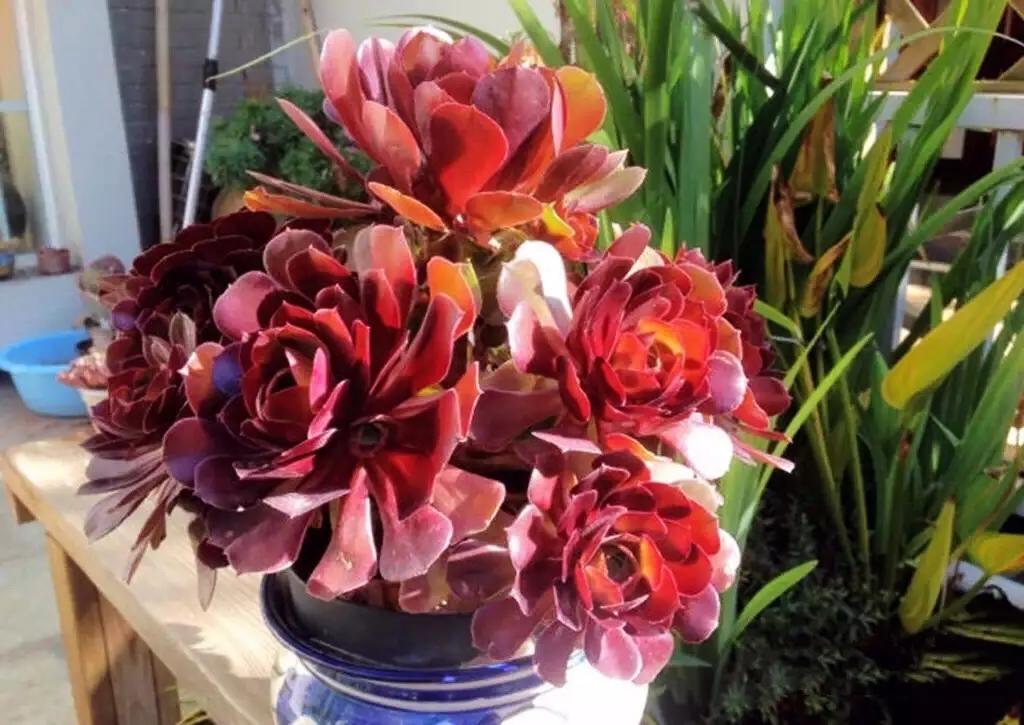 多肉法师韶羞现在能摘心吗,多肉法师欧紫跟韶羞的对比图