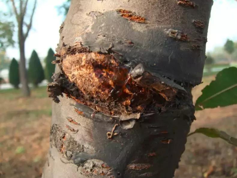 要想果树多结果施什么肥呢,种的樱桃树要死有什么办法补救