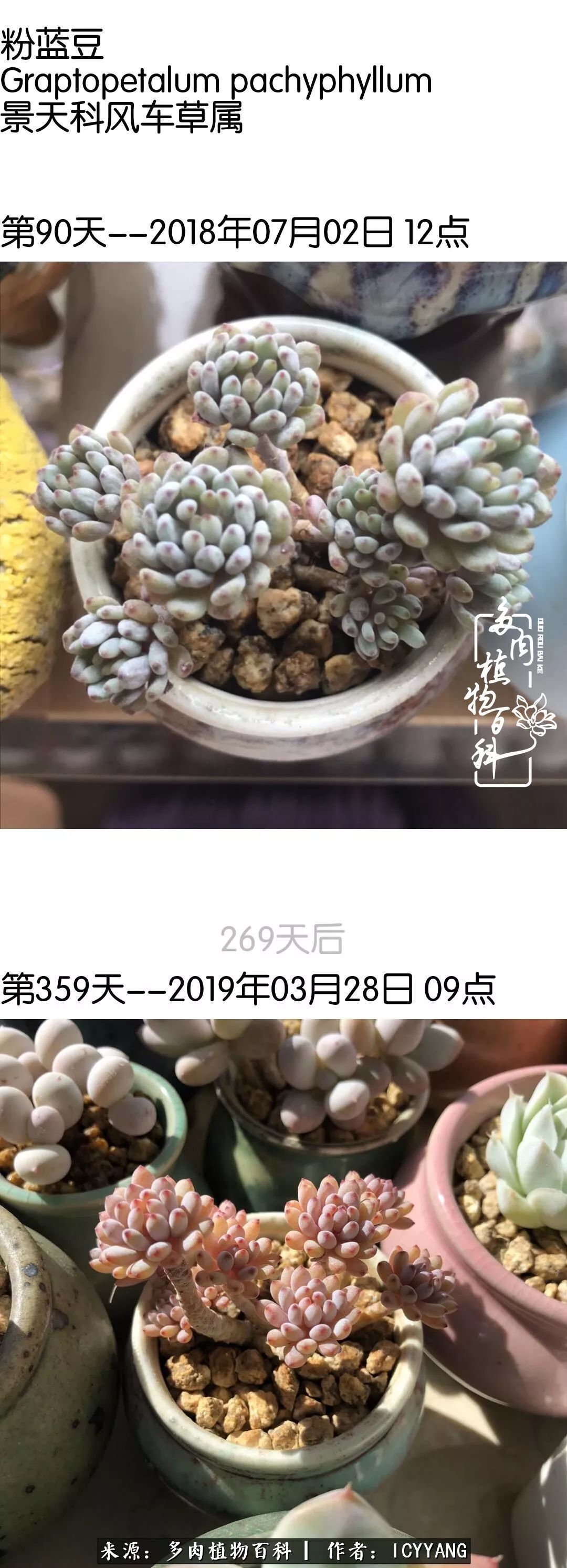 多肉隔着玻璃晒太阳效果好吗,隔着玻璃养的多肉照样长得好