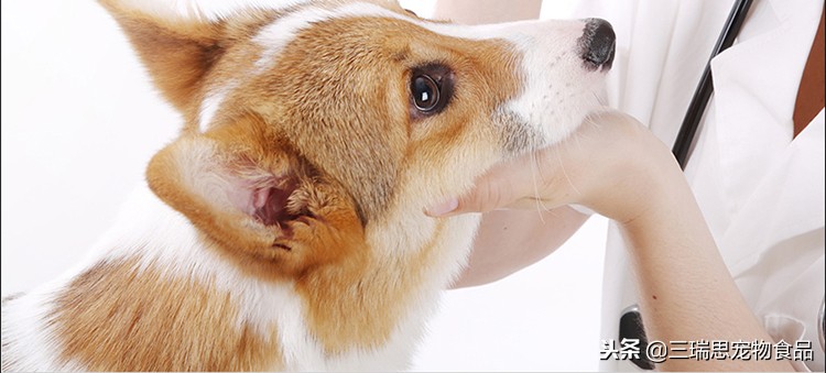 狗狗老流泪泪痕红色的咋办,狗狗有泪痕的原因及减少方法