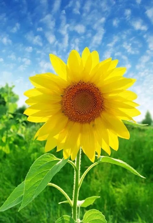 鏈夌埍鐨勫悜鏃ヨ懙,鏆栧績鐨勫悜鏃ヨ懙