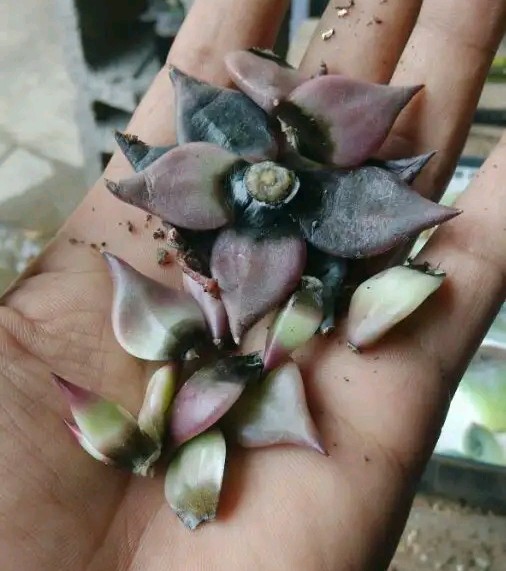 多肉爱长草怎么办,多肉爱火怎么养