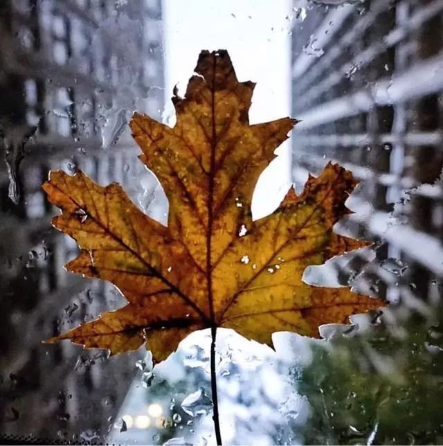 广东真的没有秋天凉吗,广东是没有秋天的吗文案