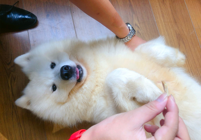 爱犬得了不治之症怎么办,小狗患有糖尿病是否可治愈