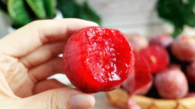 正宗的三华李水果,摘三华李酸甜脆口特解馋