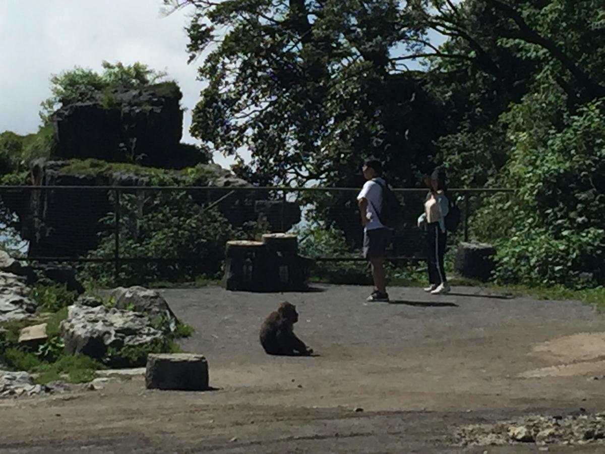 峨眉山登顶佛像,峨眉山登顶记完整版