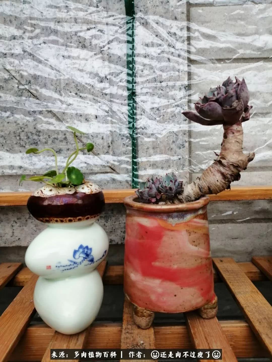 日照弘一法师,日照法师请师父