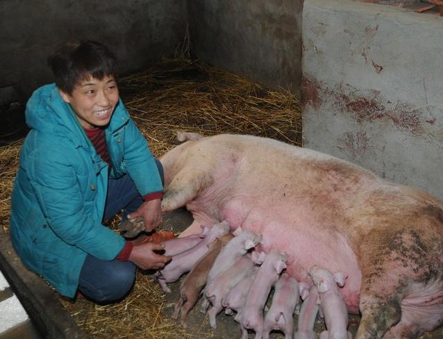 母猪刚下崽了没有奶水用什么方法,母猪产仔前喂什么才有母猪奶水
