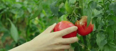 糖吃多了会变丑,糖吃多了会变丑吗