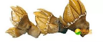 舟山海鲜攻略2天3晚吃什么,舟山海鲜代加工攻略