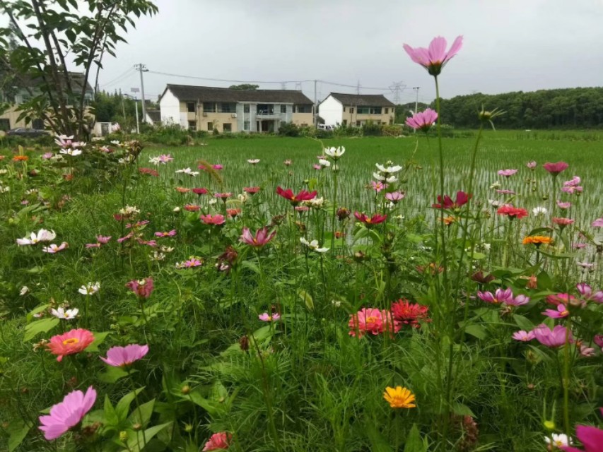 上海的农村民风淳朴，商品放在路边，没有老板，自己扫码拿了就走
