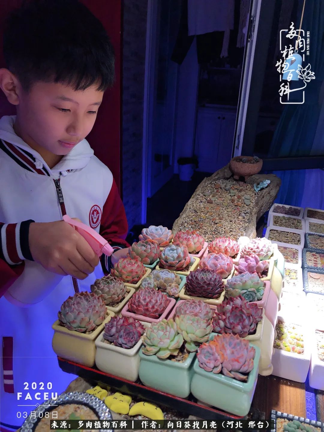 耐高温适合露养的多肉,冬日的露养多肉