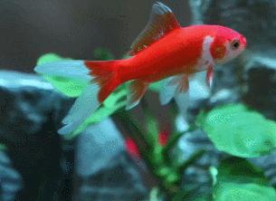 小米超白鱼缸带水草,超白玻璃鱼缸小米