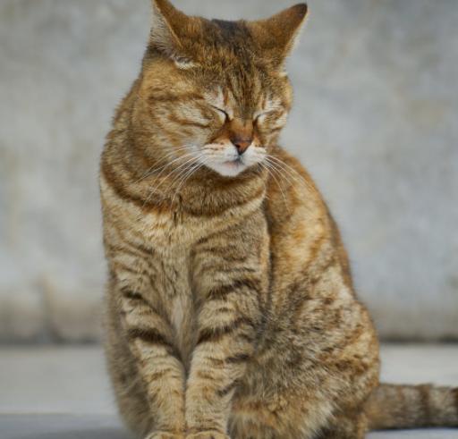 猫咪是夜行动物吗,猫咪是十分警觉的动物