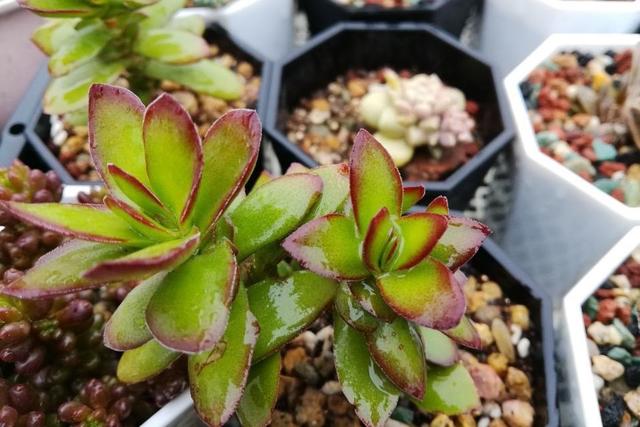 多肉天狗之舞应该如何管理养护,天狗之舞多肉有什么功效