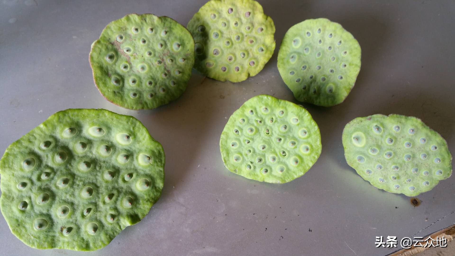 莲蓬出现空壳怎么处理,莲蓬为什么瘪子越来越多