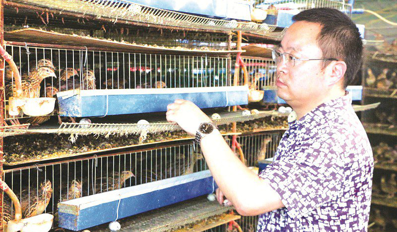 山东小伙靠养鹌鹑致富,农村大哥返乡创业养500只鸡