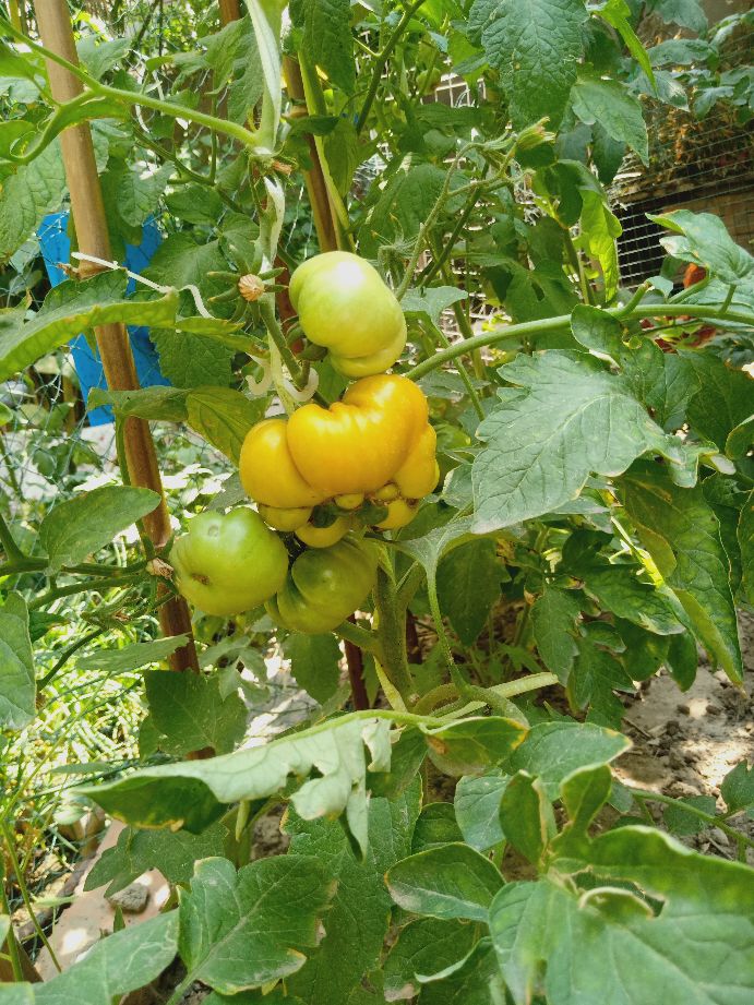 樱桃番茄最好的颜色,樱桃番茄挑选