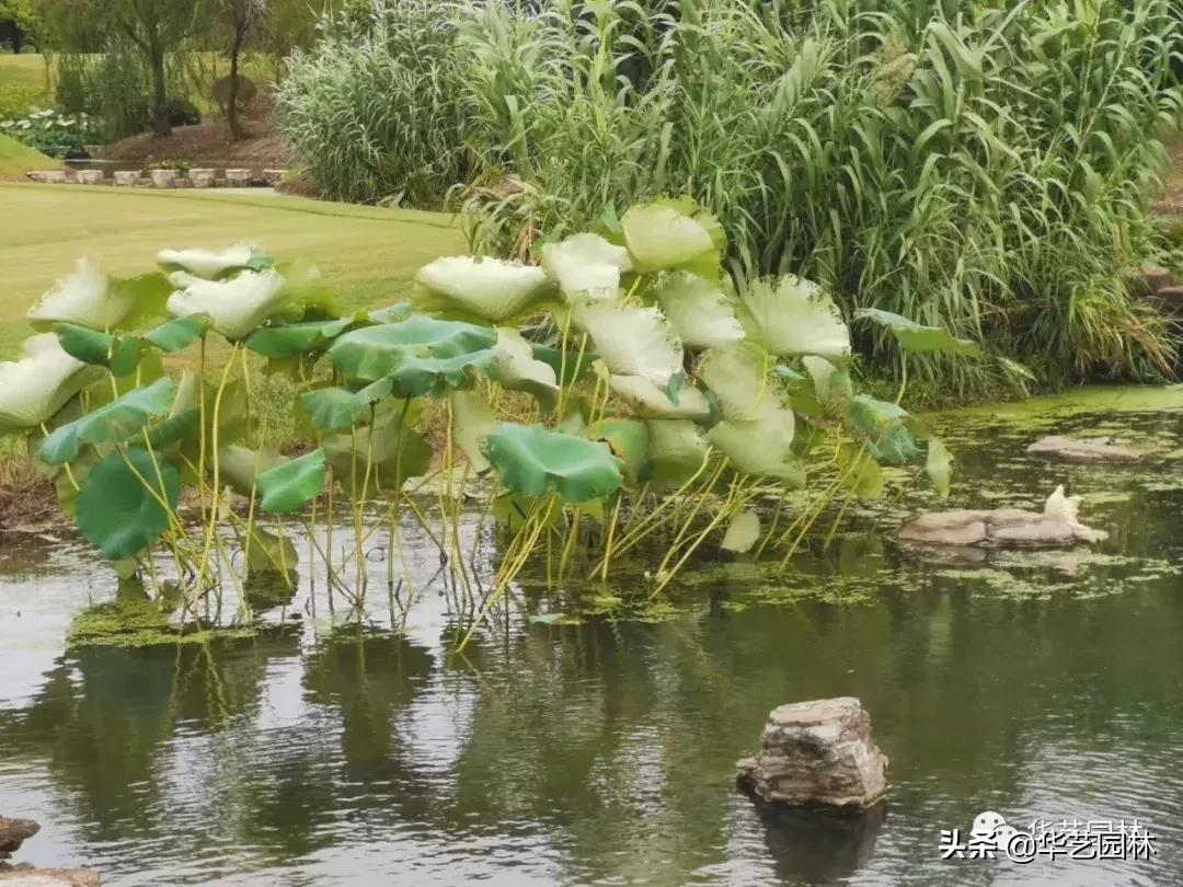 白露的诗句露从今夜白,白露至凉风起且看露从今夜白