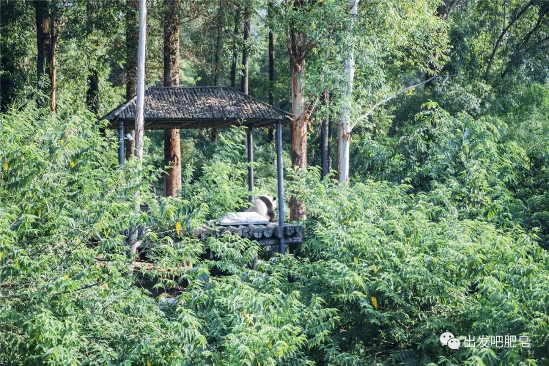 长隆飞鸟乐园怎么去长隆欢乐世界,汉溪长隆地铁站去长隆飞鸟乐园