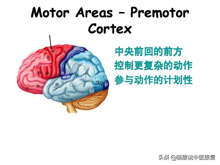 中枢神经系统断层解剖讲解,中枢神经3d解剖动画
