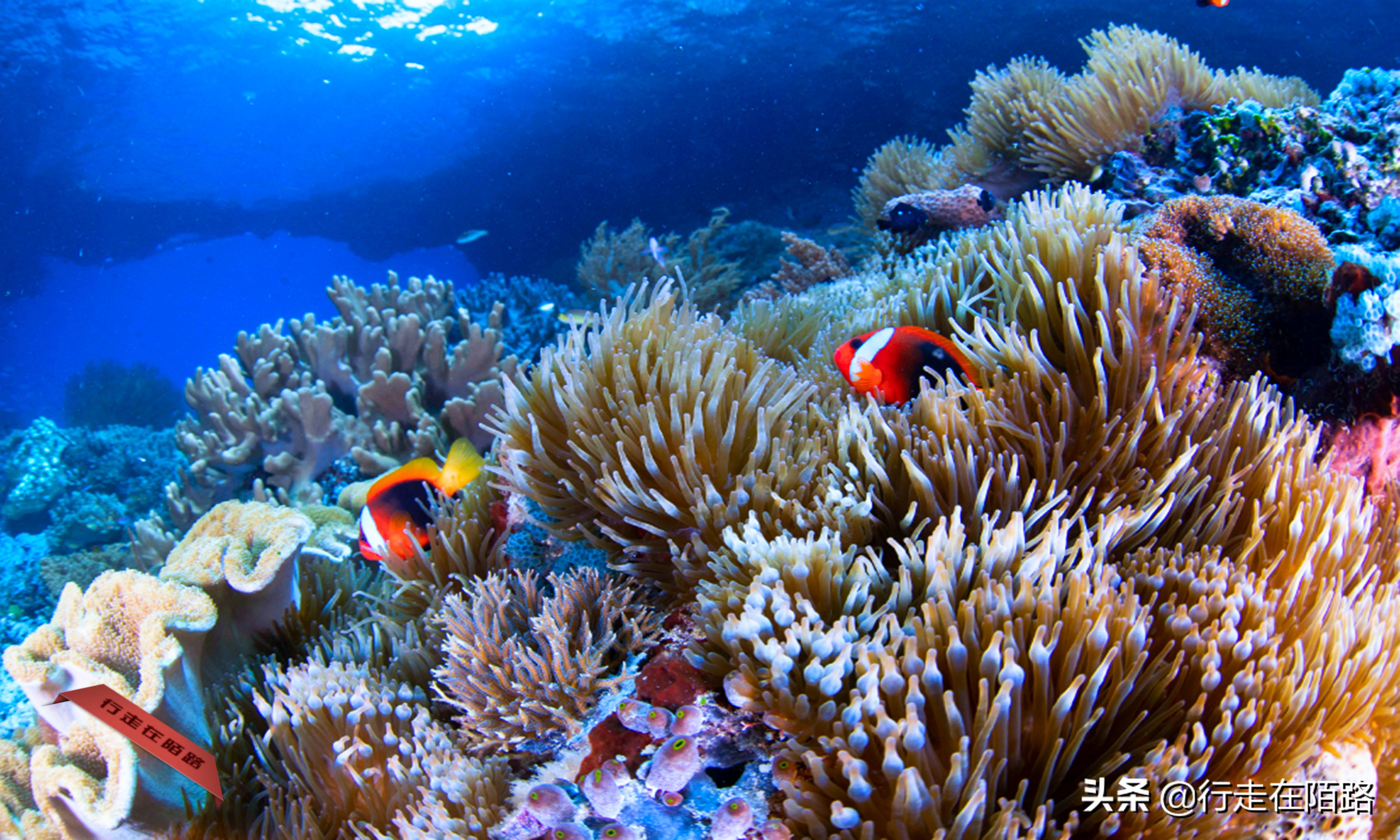 四王岛帕劳,四王岛和帕劳哪个好