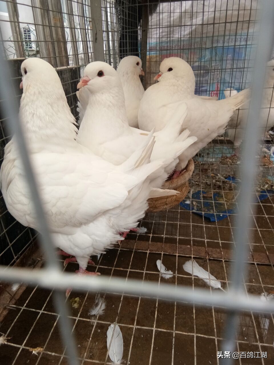 养鸽子是不是骗局,养鸽人买来的教训