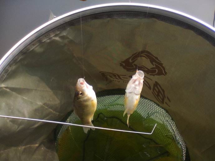 夏钓鲫鱼小鱼闹窝的最有效的方法,夏天小奶鲫怎么钓最好