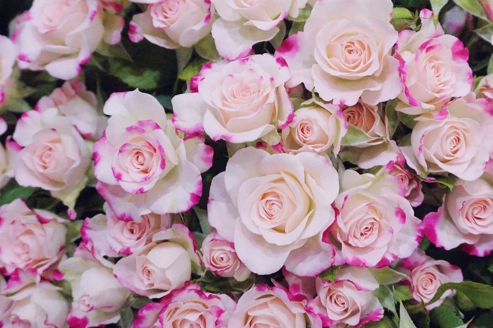 花店必备的5款玫瑰,鲜花图鉴一次性认识30种玫瑰花