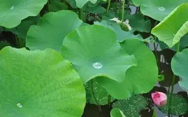 除了荷叶还有什么减肥比较好,荷叶的功效与作用是减肥还是祛湿