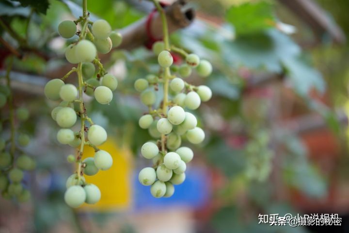 生不逢时?腾龙SP35/1.4DiUSD评测